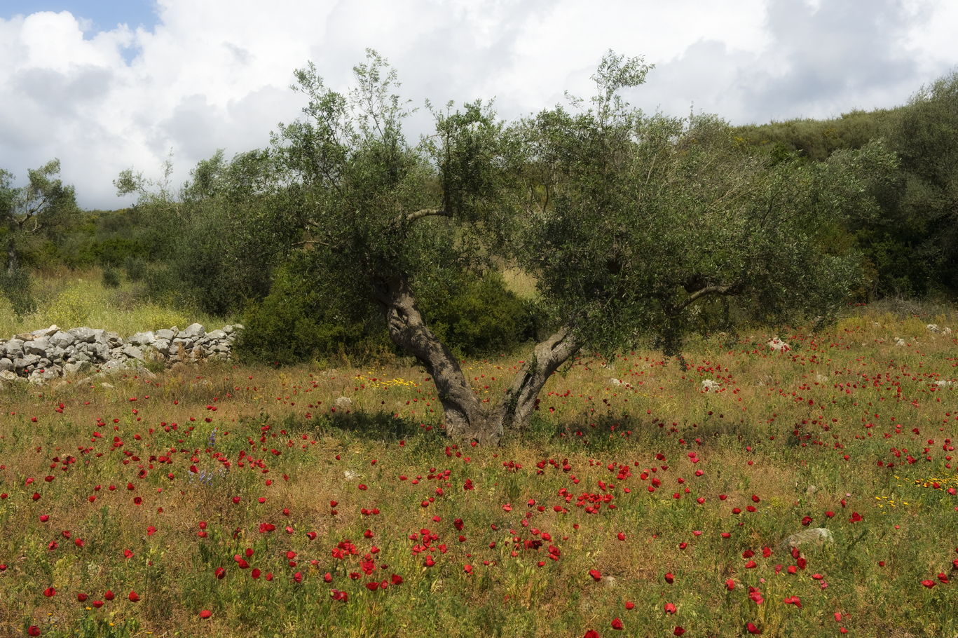 Olive Oil Tasting
